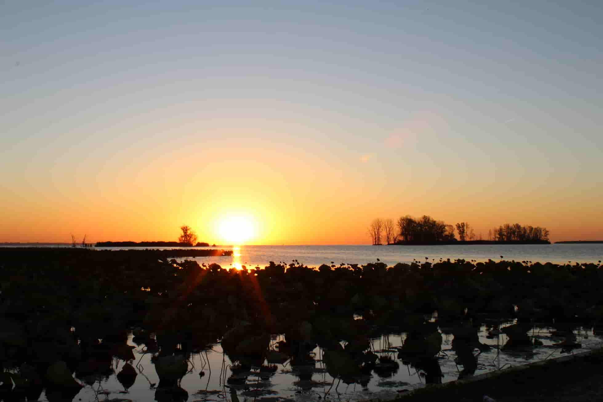 Sunrise over the water with lily pads in the foreground.