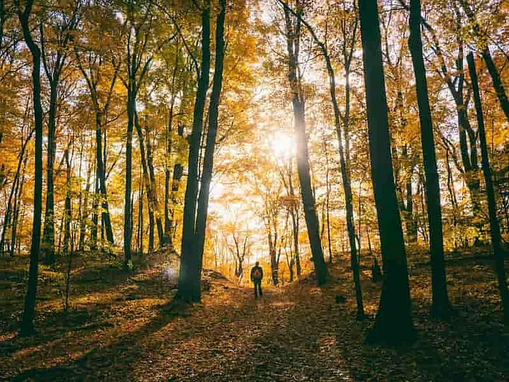 Man walking in the woods