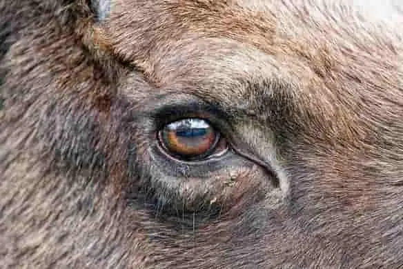 Close-up image of the eye of a very close Elk