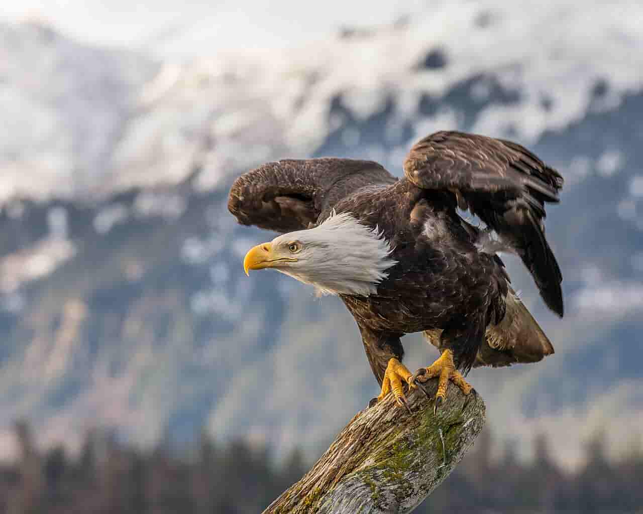 Bald Eagle in Alaska