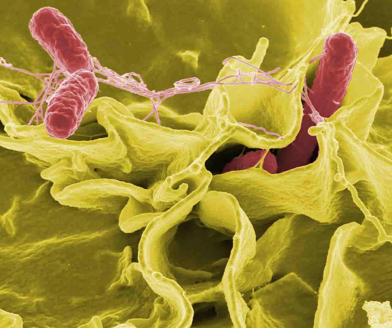 Electron micro-graph showing Salmonella typhimurium (red) invading cultured human cells