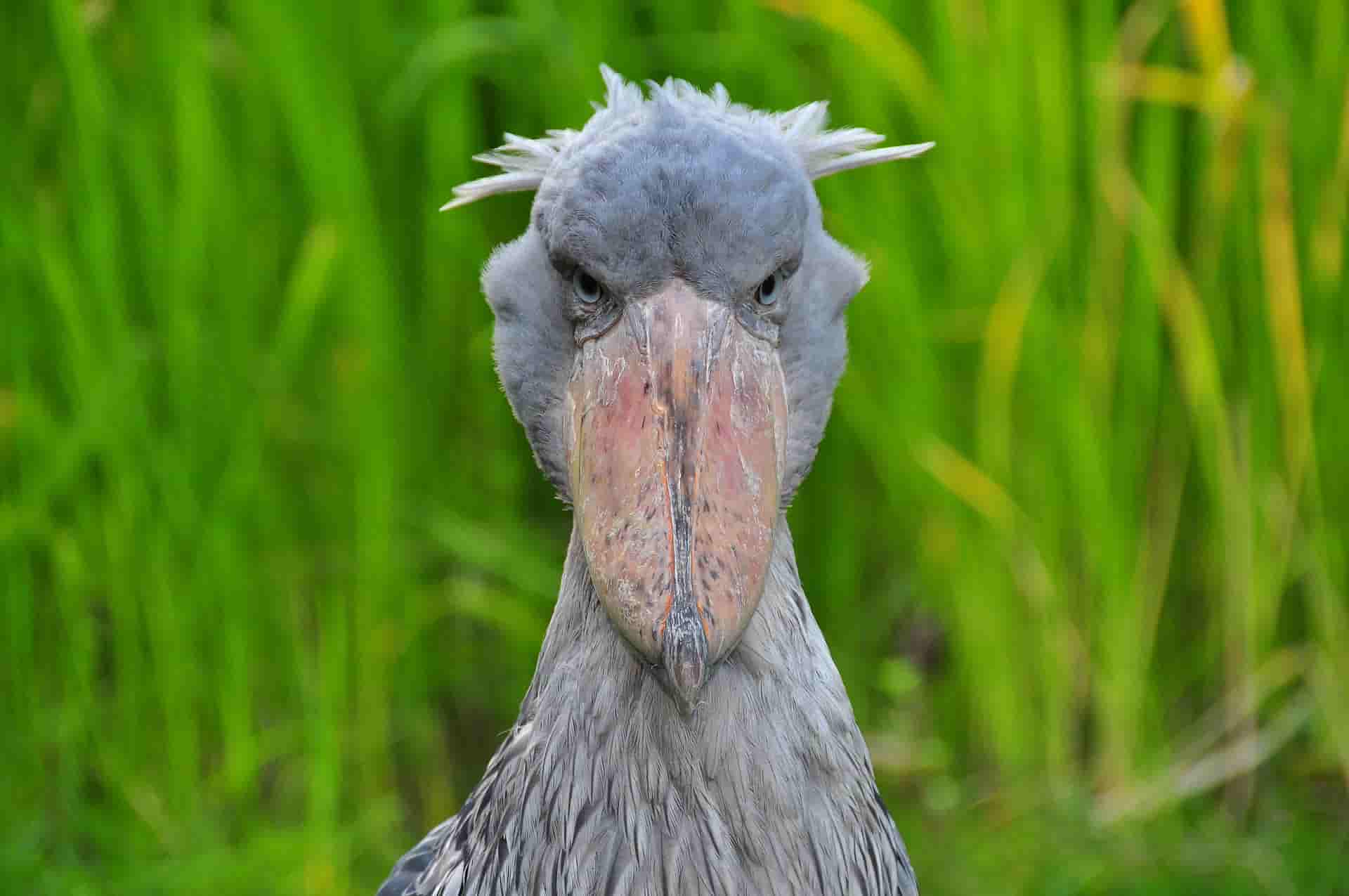 Shoebill Stork