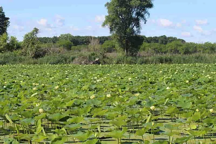 A large bed of Nelumbo Lutea plants (American Lotus) in the water