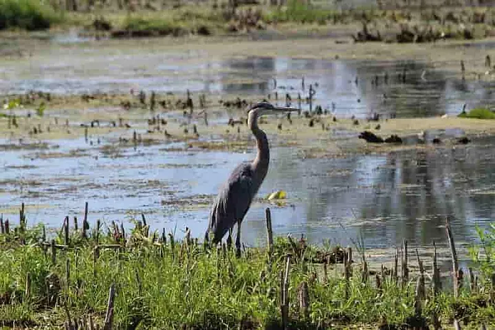 A Great Blue Heron at the water's edge