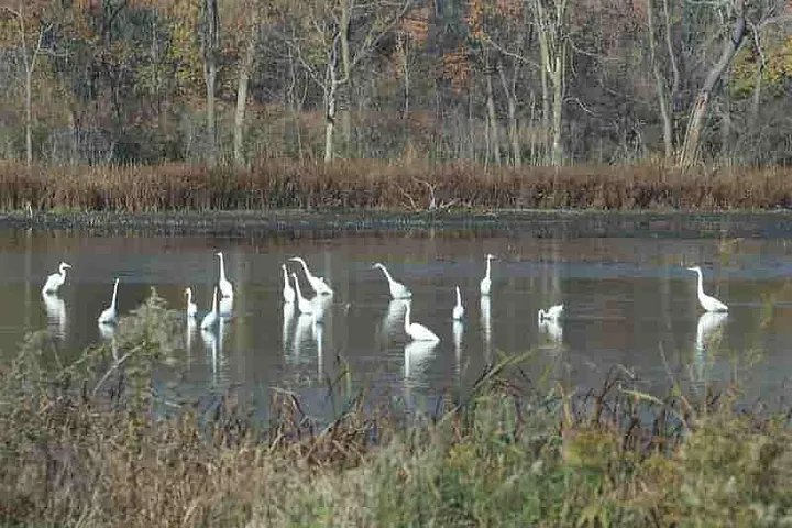 A congregation of Egrets in shallow water
