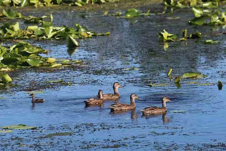 Five ducks in the water