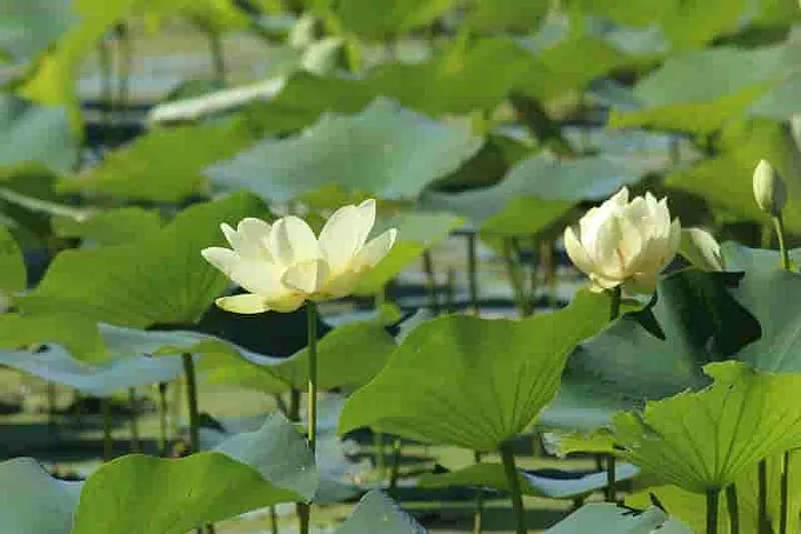 Close-up image of the flowers of the Nelumbo Lutea plants (American Lotus)