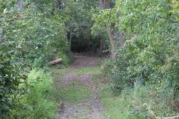 A wide trail in the woods that travels along the riverside