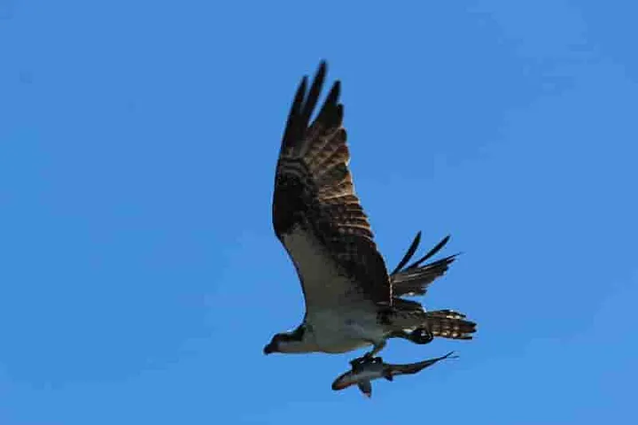 Author’s image of an Osprey flying overhead with a fish firmly in its grasp