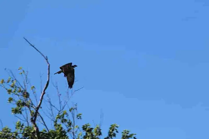 Author’s image of an Osprey flying over the marsh