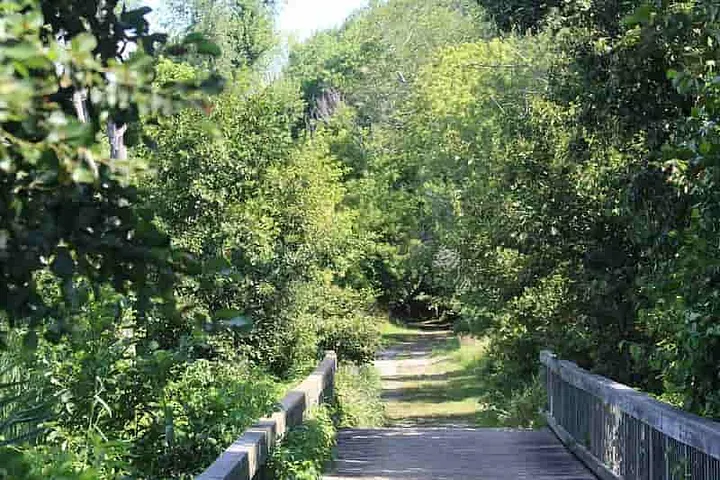 Boardwalk leading back into the woods on Cherry Creek Trail