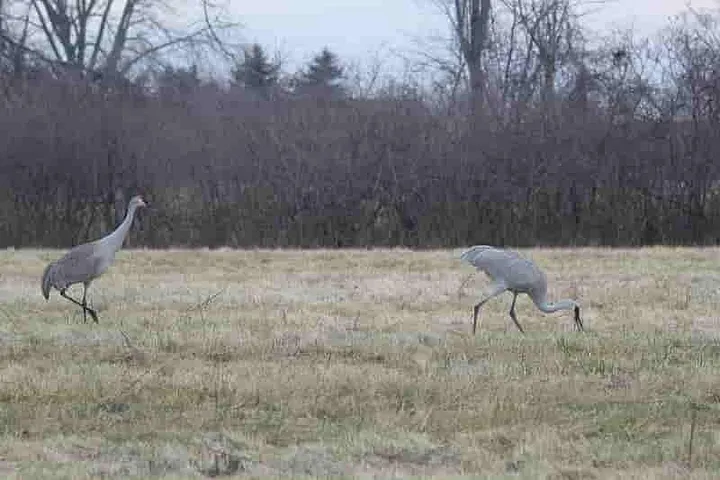 A pair of Sandhill Cranes feeding on the grasses