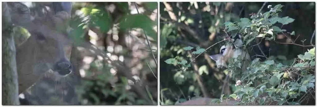 Two-panel close-up images of a deer eating berries in the woods
