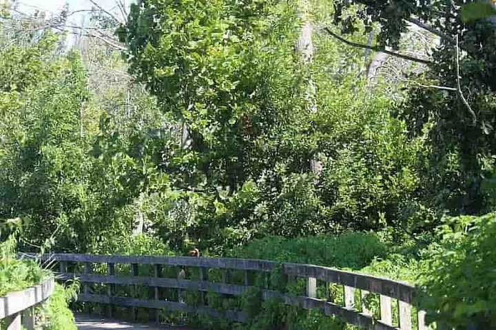 Boardwalk trail leading into the woods