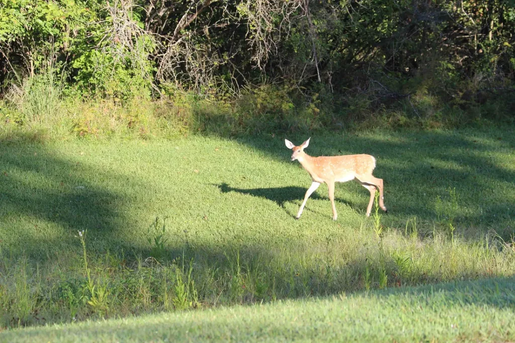 Fawn on the grass ina park in the early morning sun