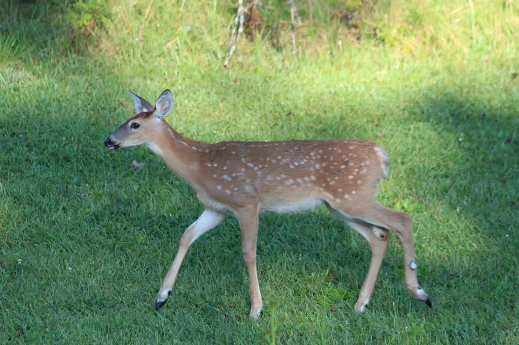 Fawn walking toward her mother