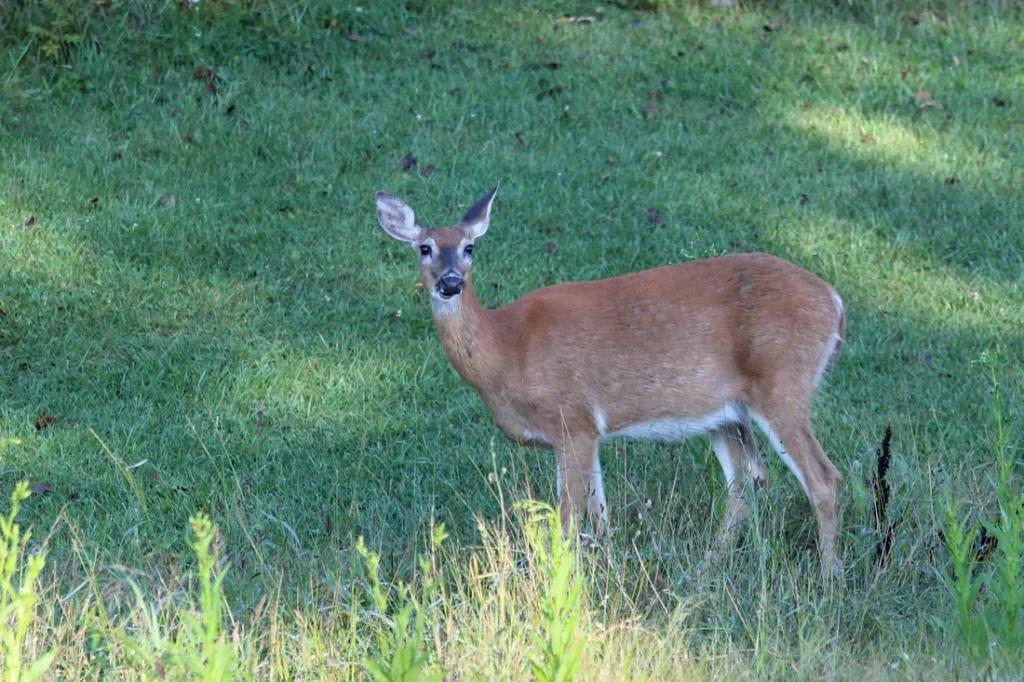 Deer looking at me