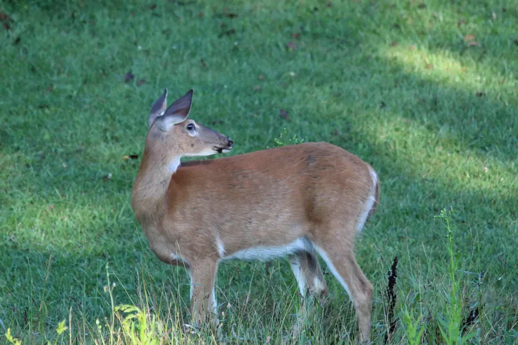 Deer looking behind her
