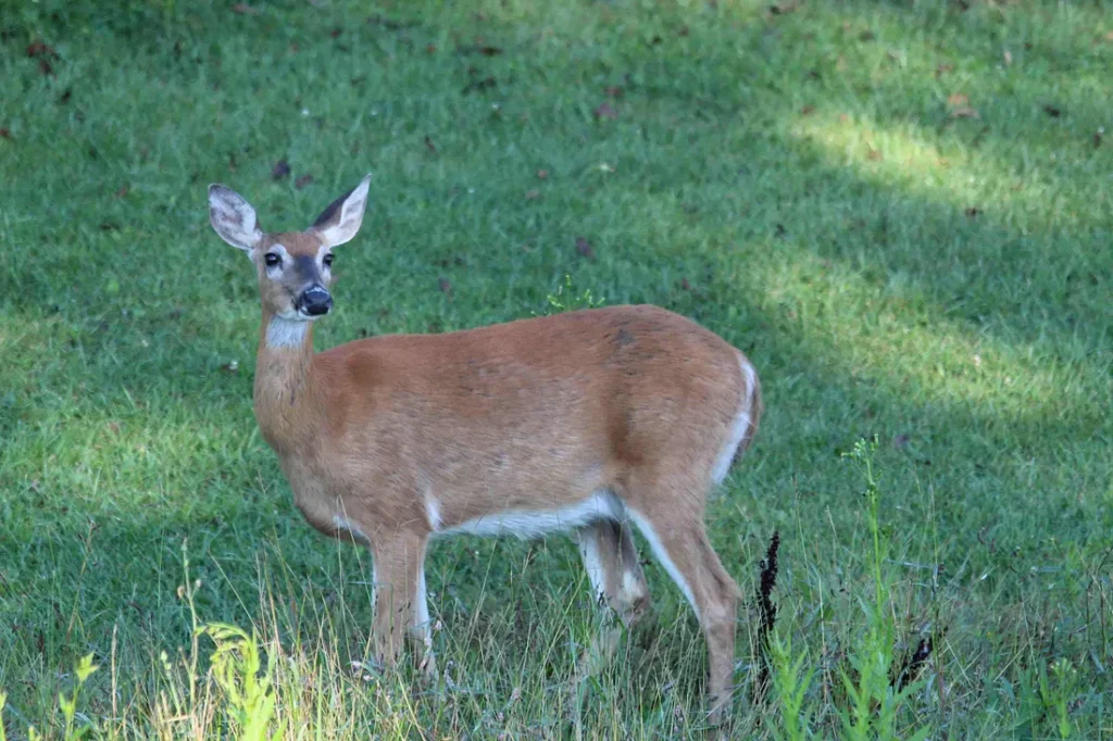 Deer looking toward me