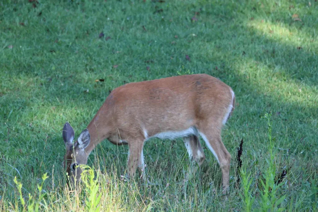 Deer eating grass and flowers