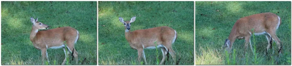 3-panel image of the deer looking behind her, looking at me, and eating grasses and flowers
