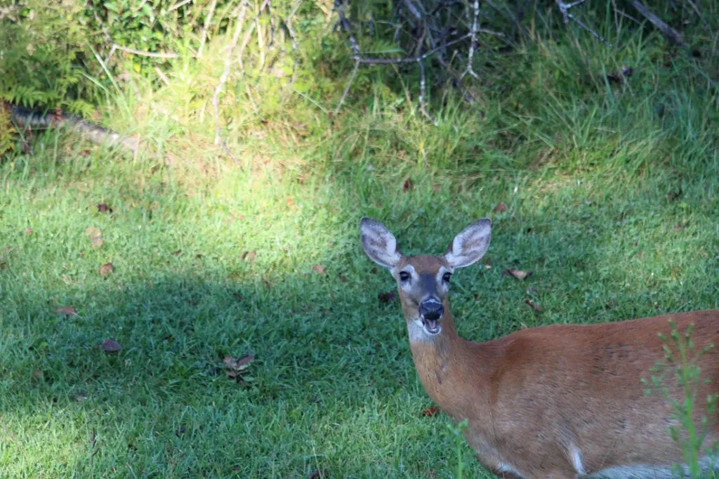 Deer looking at me