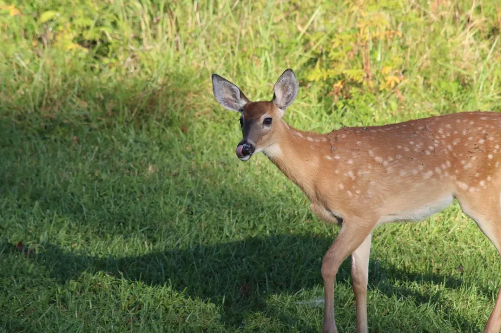 Fawn walking on the grass while licking her lips
