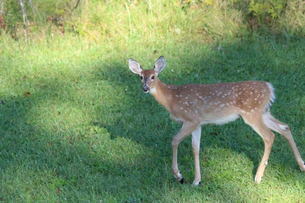 Fawn looking at me