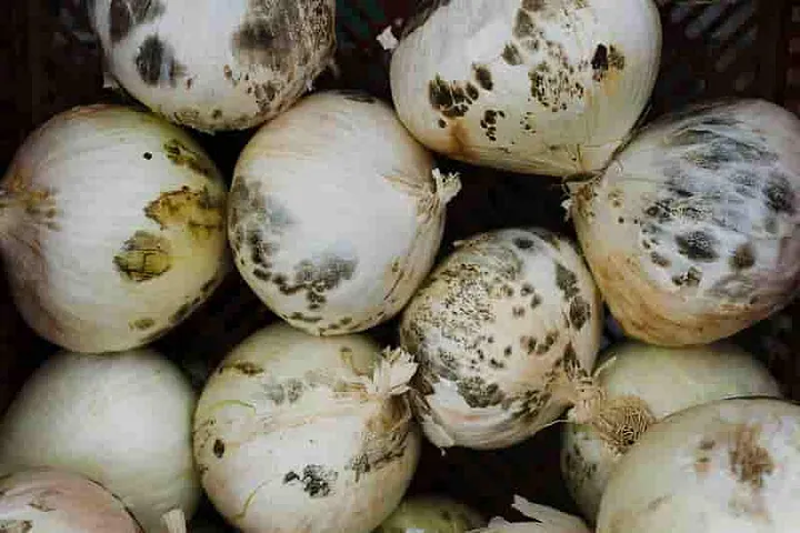 Rotting Onions