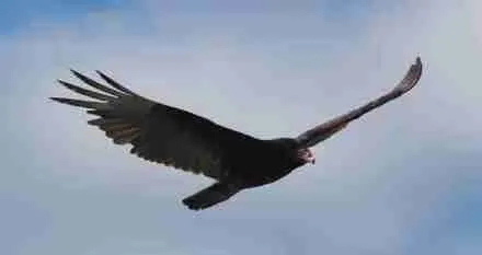 Turkey Vulture just outside my 1oth floor apartment window
