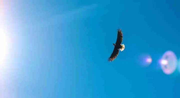 Eagle above