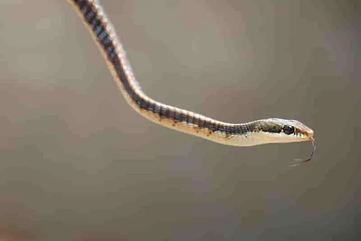 Snake with tongue sticking out