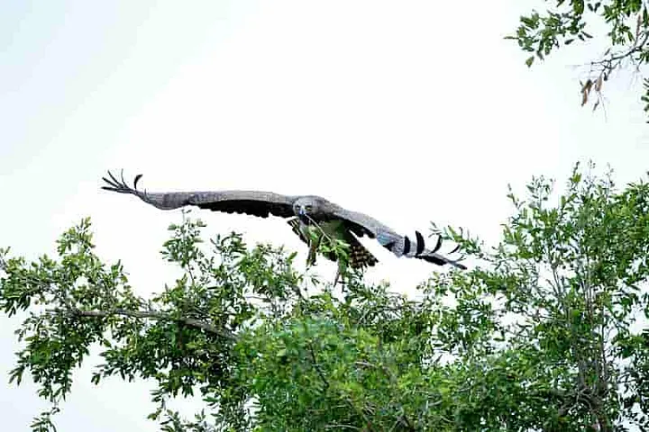 Raptor flying just above a tree