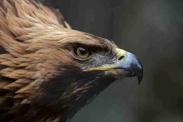 Close-up of an eagles head as it fly's by
