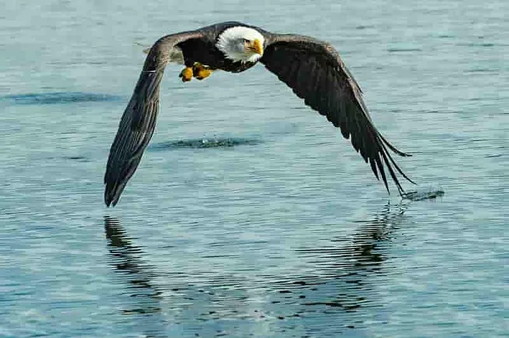 Bald Eagle flying just above the water