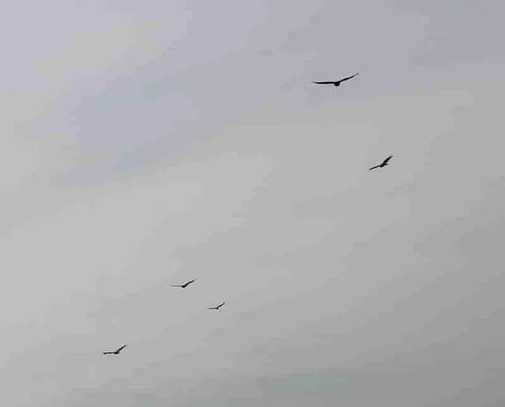 Turkey Vultures flying toward my apartment high rise