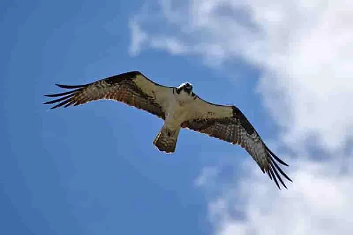 Osprey above 