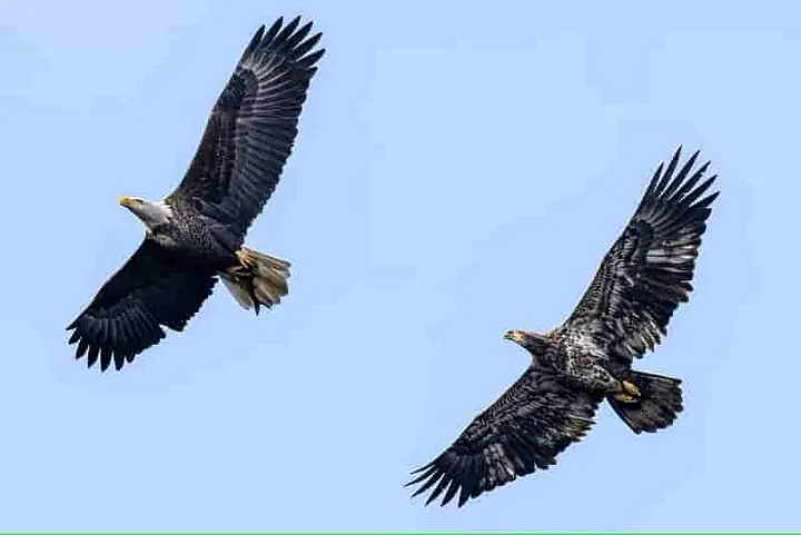 An adult Bald Eagle followed by a juvenile Bald Eagle (non white head)