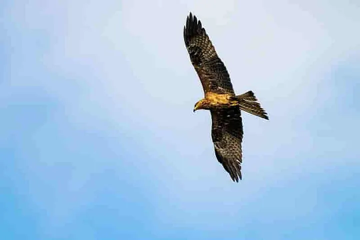 Golden Eagle above