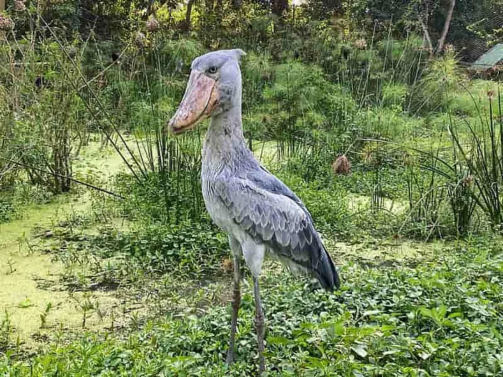 Shoebill Stork walking on the grass