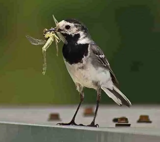 Bird brutally eating an insect that is still alive