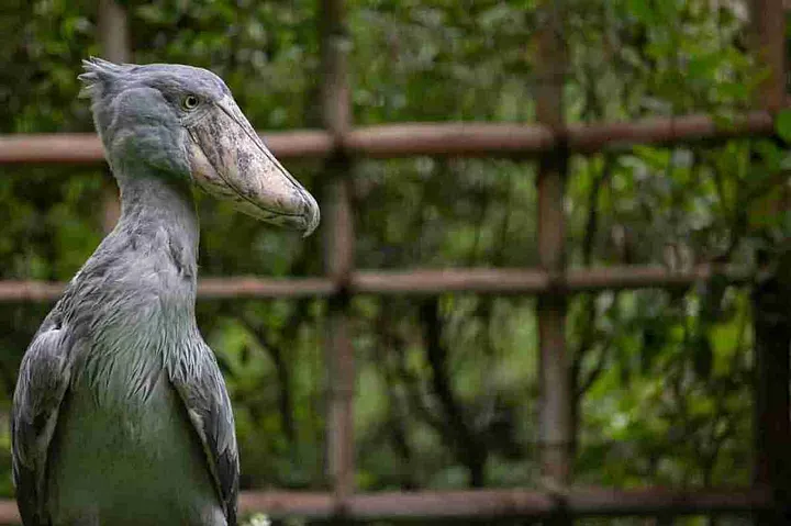 Standing Shoebill Stork