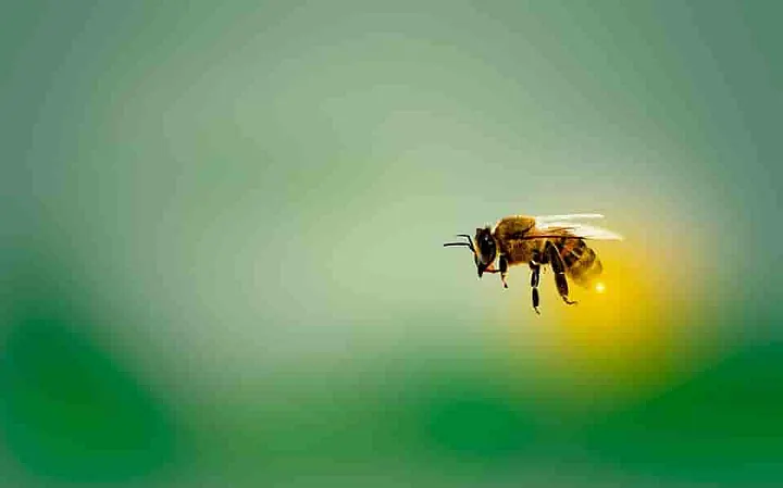 A bee flying with a solid green background