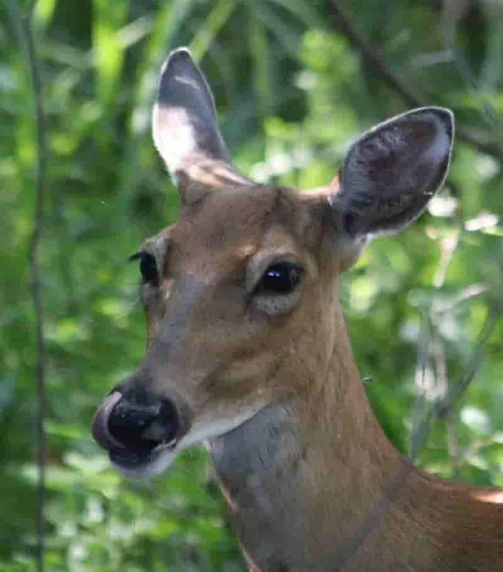 White-tailed Deer close-up