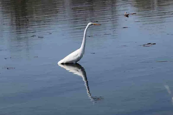 An Egret and his reflection in the water