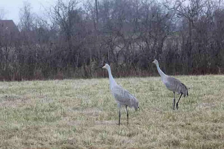 Sandhill Cranes on a hike in the grass inside the Detroit International Wildlife Refuge at Lake Erie Metropark