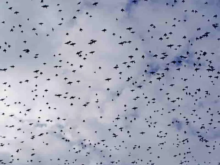 Author’s image of starlings in flight as hundreds of the birds fly over my head